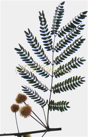  Leaf and Inflorescences